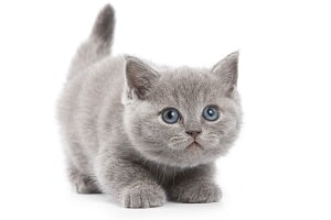 Veterinární ordinace Ostrava-Hrabová Veterinární ordinace Ostrava-Hrabová